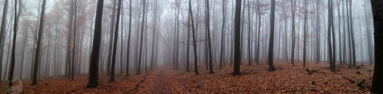 Novemberi erdőnéző